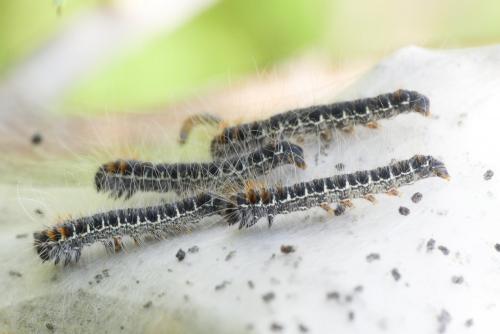 Eriogaster lanestris